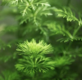水草